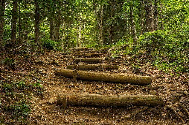 About Counselling. Path in Woods